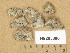  ( - H9205880)  @11 [ ] Copyright (2014) Diana Weckman Botanical Museum, Finnish Museum of Natural History, University of Helsinki