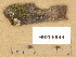 ( - H9205899)  @11 [ ] Copyright (2014) Diana Weckman Botanical Museum, Finnish Museum of Natural History, University of Helsinki