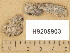  ( - H9205903)  @11 [ ] Copyright (2014) Diana Weckman Botanical Museum, Finnish Museum of Natural History, University of Helsinki