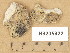  ( - H9205922)  @11 [ ] Copyright (2014) Diana Weckman Botanical Museum, Finnish Museum of Natural History, University of Helsinki