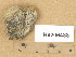  (Aspicilia permutata - H9206488)  @11 [ ] Copyright (2014) Diana Weckman Botanical Museum, Finnish Museum of Natural History, University of Helsinki