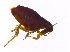 (Ceratophyllus tribulis - ES0075)  @11 [ ] Unspecified (default): All Rights Reserved  Unspecified Unspecified