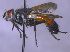  (Cylindromyia xylotina - JP2019001)  @11 [ ] Unspecified (default): All Rights Reserved  Unspecified Unspecified