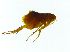  (Ceratophyllus sciurorum - PP0011)  @11 [ ] CreativeCommons - Attribution Non-Commercial (2019) Jaakko Pohjoismaeki University of Eastern Finland