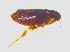  (Ceratophyllus gallinae - PP0103)  @11 [ ] CreativeCommons - Attribution Non-Commercial (2019) Jaakko Pohjoismaeki University of Eastern Finland
