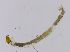  (Chaetocladius dentiforceps agg - PP0283)  @12 [ ] CreativeCommons - Attribution Non-Commercial (2019) Jaakko Pohjoismaeki University of Eastern Finland