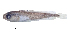  ( - IMOSLarvalFish3)  @11 [ ] CreativeCommons  - Attribution Non-Conmmercial Share-Alike (2021) Unspecified CSIRO Australian National Fish Collection