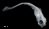  ( - IMOSLarvalFish19)  @11 [ ] CreativeCommons  - Attribution Non-Conmmercial Share-Alike (2021) Unspecified CSIRO Australian National Fish Collection