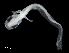  ( - IMOSLarvalFish20)  @11 [ ] CreativeCommons  - Attribution Non-Conmmercial Share-Alike (2021) Unspecified CSIRO Australian National Fish Collection