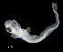  ( - IMOSLarvalFish20)  @11 [ ] CreativeCommons  - Attribution Non-Conmmercial Share-Alike (2021) Unspecified CSIRO Australian National Fish Collection