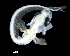  ( - IMOSLarvalFish22)  @11 [ ] CreativeCommons  - Attribution Non-Conmmercial Share-Alike (2021) Unspecified CSIRO Australian National Fish Collection