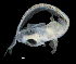  ( - IMOSLarvalFish22)  @11 [ ] CreativeCommons  - Attribution Non-Conmmercial Share-Alike (2021) Unspecified CSIRO Australian National Fish Collection