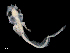  ( - IMOSLarvalFish24)  @11 [ ] CreativeCommons  - Attribution Non-Conmmercial Share-Alike (2021) Unspecified CSIRO Australian National Fish Collection