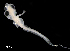  ( - IMOSLarvalFish28)  @11 [ ] CreativeCommons  - Attribution Non-Conmmercial Share-Alike (2021) Unspecified CSIRO Australian National Fish Collection