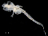  ( - IMOSLarvalFish28)  @11 [ ] CreativeCommons  - Attribution Non-Conmmercial Share-Alike (2021) Unspecified CSIRO Australian National Fish Collection