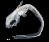  ( - IMOSLarvalFish29)  @11 [ ] CreativeCommons  - Attribution Non-Conmmercial Share-Alike (2021) Unspecified CSIRO Australian National Fish Collection