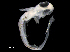  ( - IMOSLarvalFish29)  @11 [ ] CreativeCommons  - Attribution Non-Conmmercial Share-Alike (2021) Unspecified CSIRO Australian National Fish Collection