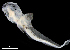  ( - IMOSLarvalFish30)  @11 [ ] CreativeCommons  - Attribution Non-Conmmercial Share-Alike (2021) Unspecified CSIRO Australian National Fish Collection