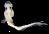  (Neosebastes scorpaenoides - IMOSLarvalFish31)  @11 [ ] CreativeCommons  - Attribution Non-Conmmercial Share-Alike (2021) Unspecified CSIRO Australian National Fish Collection