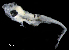  (Caesioperca - IMOSLarvalFish32)  @11 [ ] CreativeCommons  - Attribution Non-Conmmercial Share-Alike (2021) Unspecified CSIRO Australian National Fish Collection