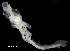  ( - IMOSLarvalFish32)  @11 [ ] CreativeCommons  - Attribution Non-Conmmercial Share-Alike (2021) Unspecified CSIRO Australian National Fish Collection