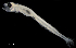  ( - IMOSLarvalFish35)  @11 [ ] CreativeCommons  - Attribution Non-Conmmercial Share-Alike (2021) Unspecified CSIRO Australian National Fish Collection