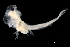  ( - IMOSLarvalFish48)  @11 [ ] CreativeCommons  - Attribution Non-Conmmercial Share-Alike (2021) Unspecified CSIRO Australian National Fish Collection