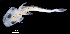  ( - IMOSLarvalFish108)  @11 [ ] CreativeCommons  - Attribution Non-Conmmercial Share-Alike (2021) Unspecified CSIRO Australian National Fish Collection