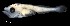  ( - IMOSLarvalFish108)  @11 [ ] CreativeCommons  - Attribution Non-Conmmercial Share-Alike (2021) Unspecified CSIRO Australian National Fish Collection