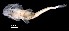  ( - IMOSLarvalFish108)  @11 [ ] CreativeCommons  - Attribution Non-Conmmercial Share-Alike (2021) Unspecified CSIRO Australian National Fish Collection