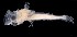  ( - IMOSLarvalFish112)  @11 [ ] CreativeCommons  - Attribution Non-Conmmercial Share-Alike (2021) Unspecified CSIRO Australian National Fish Collection