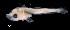  ( - IMOSLarvalFish113)  @11 [ ] CreativeCommons  - Attribution Non-Conmmercial Share-Alike (2021) Unspecified CSIRO Australian National Fish Collection