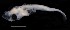  ( - IMOSLarvalFish122)  @11 [ ] CreativeCommons  - Attribution Non-Conmmercial Share-Alike (2021) Unspecified CSIRO Australian National Fish Collection