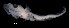  ( - IMOSLarvalFish122)  @11 [ ] CreativeCommons  - Attribution Non-Conmmercial Share-Alike (2021) Unspecified CSIRO Australian National Fish Collection