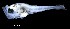  ( - IMOSLarvalFish83)  @11 [ ] CreativeCommons  - Attribution Non-Conmmercial Share-Alike (2021) Unspecified CSIRO Australian National Fish Collection