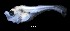  ( - IMOSLarvalFish84)  @11 [ ] CreativeCommons  - Attribution Non-Conmmercial Share-Alike (2021) Unspecified CSIRO Australian National Fish Collection