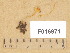  (Atheniella adonis - F016971)  @11 [ ] Copyright (2014) Diana Weckman Botanical Museum, Finnish Museum of Natural History, University of Helsinki