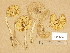  ( - F018060)  @11 [ ] Copyright (2014) Diana Weckman Botanical Museum, Finnish Museum of Natural History, University of Helsinki