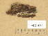  ( - F021491)  @11 [ ] Copyright (2014) Diana Weckman Botanical Museum, Finnish Museum of Natural History, University of Helsinki