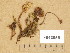  ( - F043056)  @11 [ ] Copyright (2014) Diana Weckman Botanical Museum, Finnish Museum of Natural History, University of Helsinki
