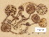  ( - H6001443)  @11 [ ] Copyright (2013) Diana Weckman Botanical Museum, Finnish Museum of Natural History, University of Helsinki
