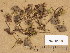  ( - H6012794)  @11 [ ] Copyright (2013) Diana Weckman Botanical Museum, Finnish Museum of Natural History, University of Helsinki