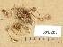  ( - H6018205)  @11 [ ] Copyright (2013) Diana Weckman Botanical Museum, Finnish Museum of Natural History, University of Helsinki