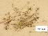  ( - H6018288)  @11 [ ] Copyright (2013) Diana Weckman Botanical Museum, Finnish Museum of Natural History, University of Helsinki