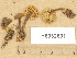  ( - H6032601)  @11 [ ] Copyright (2012) Diana Weckman Botanical Museum, Finnish Museum of Natural History, University of Helsinki