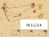  ( - H6032604)  @11 [ ] Copyright (2012) Diana Weckman Botanical Museum, Finnish Museum of Natural History, University of Helsinki