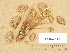  ( - H6032615)  @11 [ ] Copyright (2012) Diana Weckman Botanical Museum, Finnish Museum of Natural History, University of Helsinki