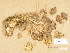  ( - H6032618)  @11 [ ] Copyright (2012) Diana Weckman Botanical Museum, Finnish Museum of Natural History, University of Helsinki