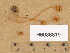  ( - H6036819)  @11 [ ] Copyright (2013) Diana Weckman Botanical Museum, Finnish Museum of Natural History, University of Helsinki