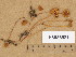  ( - H6036821)  @11 [ ] Copyright (2013) Diana Weckman Botanical Museum, Finnish Museum of Natural History, University of Helsinki